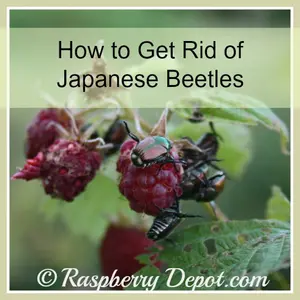 How to Get Rid of Japanese Beetles