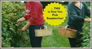 Harvesting Raspberries Ed Tr 2