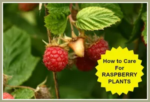 How to Care for Raspberry Plants Ed Tr 2