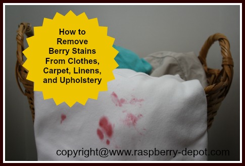 Raspberry Stain Removal From Clothes – Raspberry