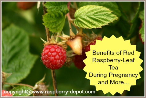 Leaves of the Red Raspberry Plant used for Herbal Tea