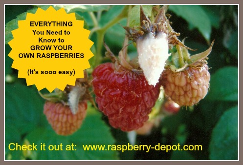 Growing Raspberries at Raspberry Depot.com