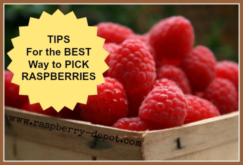 Picking Your Own Raspberries - NARBA