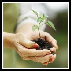 Growing Organic Raspberries