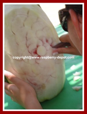 Carving Watermelon