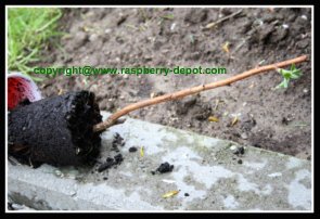 How To Plant Raspberry Plants