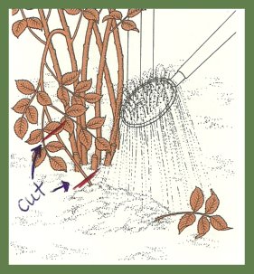 Propagating Black Purple Wild Raspberries, Instructions How To Transplant
