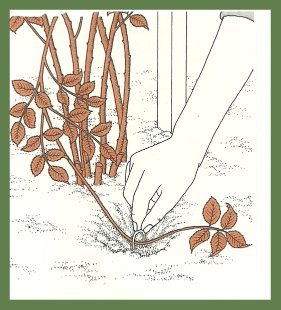 How to transplant, propagate and divide black /purple raspberries