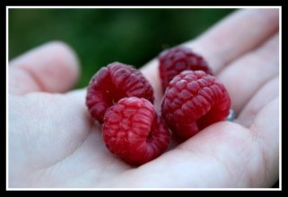 Fresh Red Raspberries in Hand