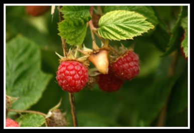 BOYNE Red Raspberry Plant Summer Bearing Raspberries