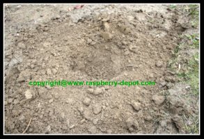 Planting Raspberries Planting Raspberries