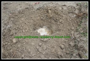 Planting Raspberry Bushes Planting Raspberry Bushes