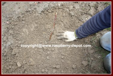 Propagation of Raspberry Plants