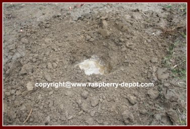 Transplanting Raspberries To Increase Patch