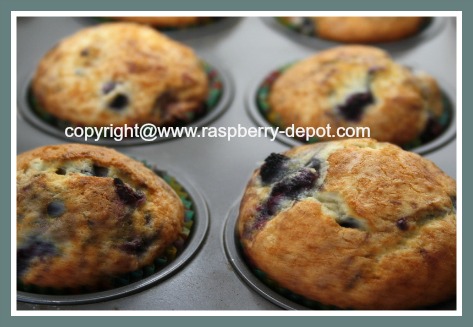 Wild Raspberry Muffin Recipe 