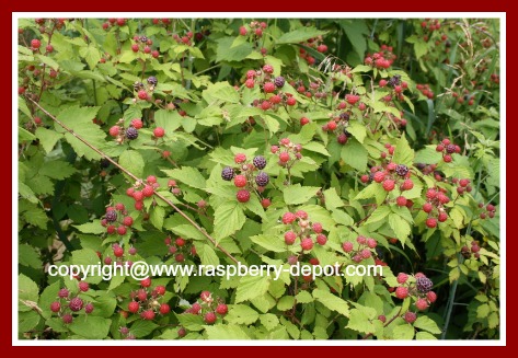 Black Raspberry Patch/Grow Black Raspberries 