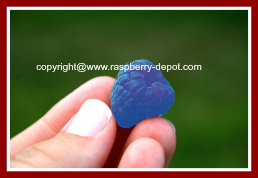 Blue Raspberry Is there Really Blue Raspberries?