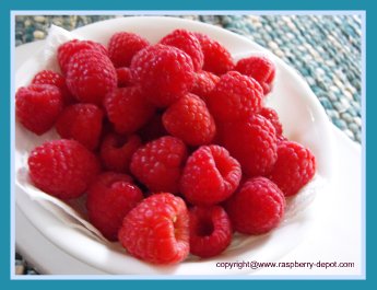 Picture of a Bowl of Fresh Picked Raspberries