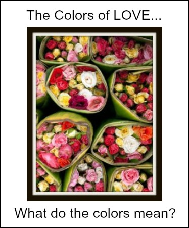The Color Of Love - What do the Colors of Rose Flowers Mean?