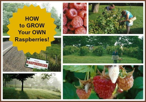 Growing Raspberries Ed Tr 2