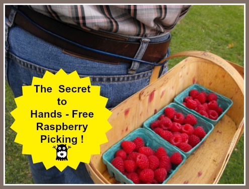 Best and Fastest Way to Pick Raspberries with TWO Hands