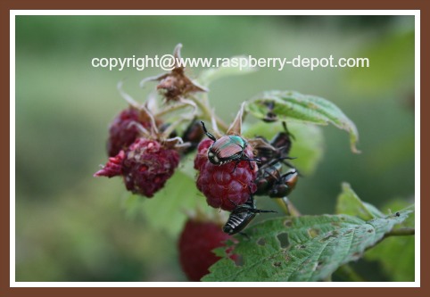 Japanese Beetle Insect Pest on Raspberries