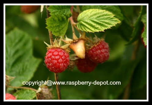 Organic Raspberries Growing Raspberries Naturally