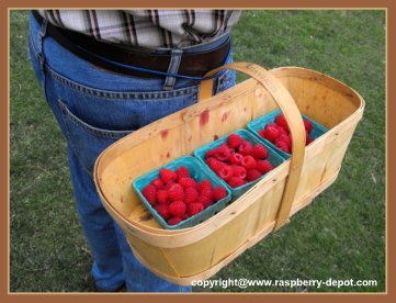 Tips for Picking Your Own raspberries - container tied to waist