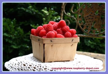 Pint of Fresh Red Raspberries to make a raspberry jam