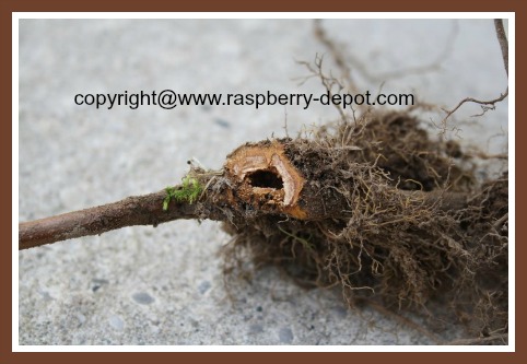 Raspberry Crown Borer Raspberry Insect Pest