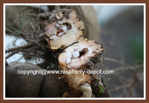Raspberry Crown Borer Insect Pest Problem