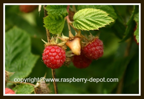 Raspberry Seed How To Grow Raspberries From Seed